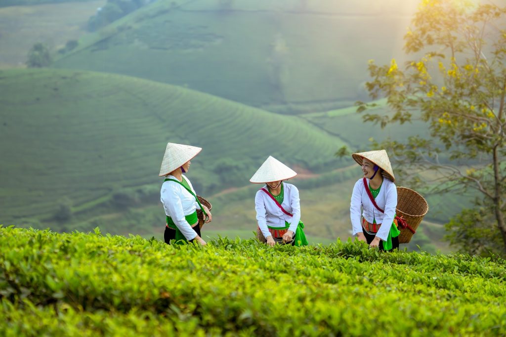 women, farmer, field, agriculture, model, landscape, nature, portrait, coffee, vietnam, forest